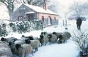 Beck cottage in snow with sheep